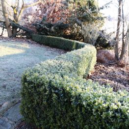 Gartengestaltung-Buchshecke
