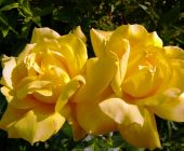 rosa-postillion-garten-reischl.jpg