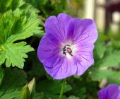 Gartengestaltung-Storchschnabel.jpg