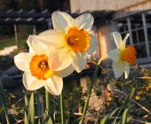 Garten-Reischl-Narcissus.jpg