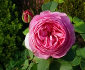 Gartengestaltung-Reischl-Rosa-De-Rescht.jpg