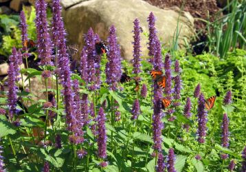 Gartengestaltung Waldkirchen Hauzenberg Wegscheid