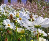 reischl-anemone-japonica.jpg