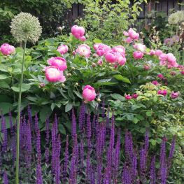 Staudenbeet