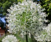 Allium giganteum weiß1.JPG
