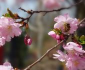Prunus serr. - Bienenweide.jpg