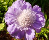 scabiosa-caucasica-garten-reischl.jpg