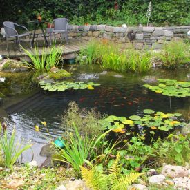 teich-fische-natur-reischl.jpg