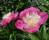 Gartengestaltung-Passau-Rei.jpg