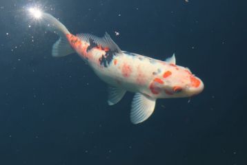 Koi-Teich