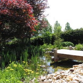 gartenteich-biotop.JPG