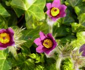 pulsatilla-blume-reischl.jpg